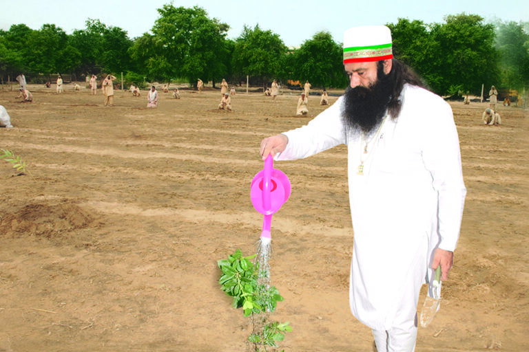 Tree Plantation